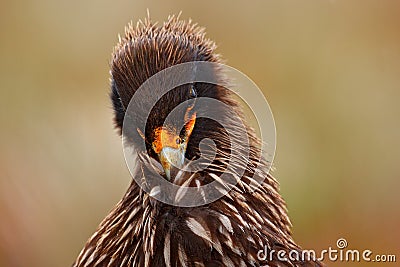 Close-up Portrait of birds of prey Strieted caracara, Phalcoboenus australis. Caracara sitting in the grass in Falkland Islands, A Stock Photo