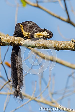 Close up portrait of Black giant squirrel Stock Photo