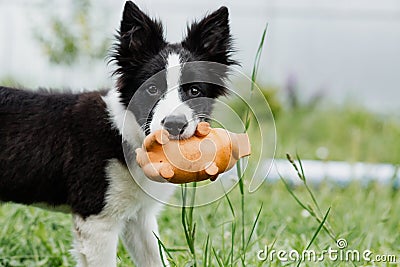 Close up portrait of Border collie puppy with a toy Stock Photo