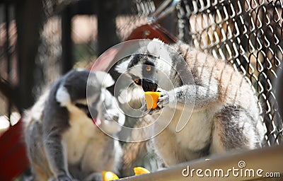 Close up portrait of black and white ruffled lemur eating fresh fruit, strepsirrhine nocturnal primates Stock Photo