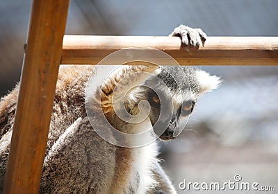 Close up portrait of black and white ruffled lemur sitting on a ladder watching, strepsirrhine nocturnal primates Stock Photo