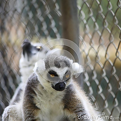 strepsirrhine nocturnal primates lemur Stock Photo