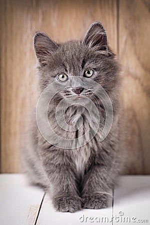 Portrait Bobtail Cat Curious Looking in Camera Stock Photo