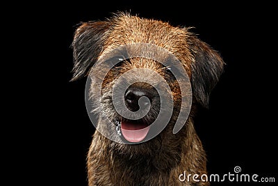 Close-up portrait of border terrier dog Stock Photo