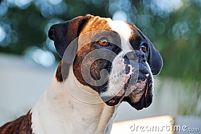 Close-up portrait brindle and white purebred Boxer dog Stock Photo