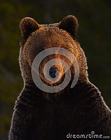 Close up portrait of Brown bear in the winter forest at sunset. Front view. Stock Photo