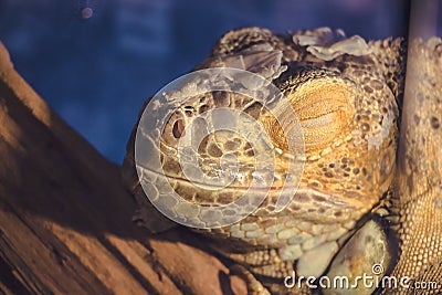Close-up portrait of a brown wild sleeping iguana Stock Photo