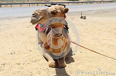 Close-up portrait of a camel in the Judean Desert in southern Israel. Stock Photo