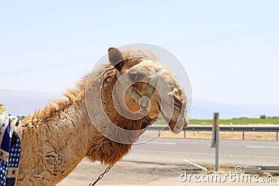 Close-up portrait of a camel in the Judean Desert in southern Israel. Stock Photo