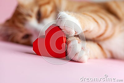 Close-up portrait of cat paws holding red paper heart on pink background. Greeting card for Valentines day. Concept help homeless Stock Photo
