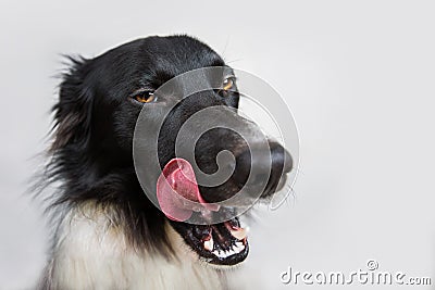 Close up portrait of a cheerful purebred Border Collie dog showing big tongue, licking his muzzle, on grey wall with copy Stock Photo