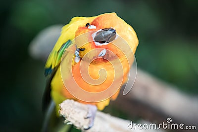 Close-up portrait of a colorful tropical bird. Stock Photo