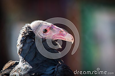 Coragyps atratus or Buitre Mexicano Stock Photo