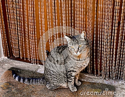 close up of the portrait of a curious domestic cat sitting on a rug close to the door of its house. The cat is looking with Stock Photo