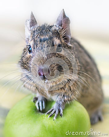 Close-up portrait of cute animal small pet chilean common degu squirrel sitting with big green apple. The concept of a healthy lif Stock Photo