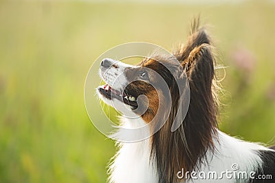 Gorgeous papillon dog standing in the field in fall. Profile portrait of Continental toy spaniel outdoors Stock Photo