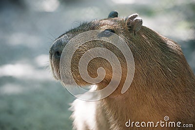 Close up portrait of a cute capybara Hydrochoerus hydrochaeris Stock Photo