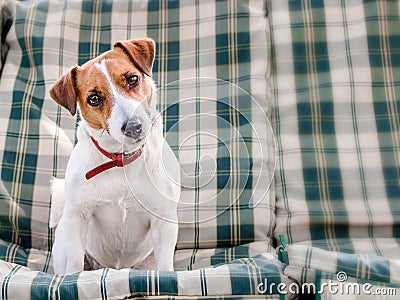 Close-up portrait of cute dog Jack russell sitting on green checkered pads or cushion on Garden bench or sofa outside at Stock Photo