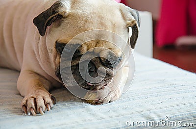 Close-up portrait of cute dog puppy pug gnaw Succulent bone Stock Photo
