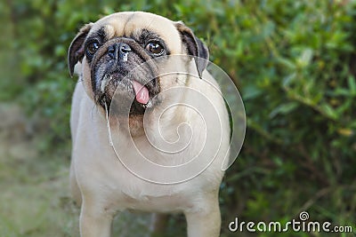 Close-up portrait cute dog puppy pug with saliva and snot Stock Photo