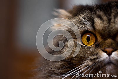 Close up portrait of cute serious gray cat with big orange eyes looking at camera, half of cat face Stock Photo