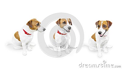 Close-up portrait of cute small pet jack russell terrier.. Three sitting looking different sides dogs on white background Stock Photo
