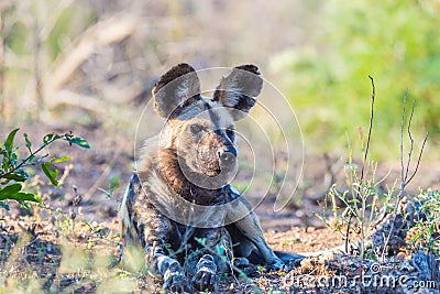 Close up and portrait of a cute Wild Dog or Lycaon lying down in the bush. Wildlife Safari in Kruger National Park, the main Stock Photo