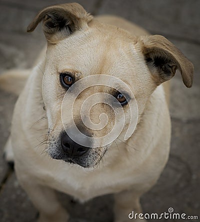 Close up portrait of cute yellow dog mixed breed Stock Photo
