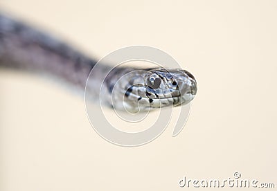 Close up portrait of Dekays Brown Snake face rostral and labial scales Stock Photo