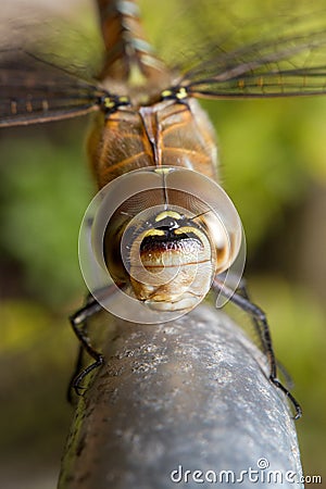 Close-up portrait dragonfly Stock Photo