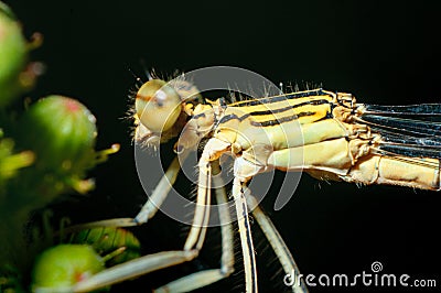 Close-up portrait dragonfly. Eating insect Stock Photo