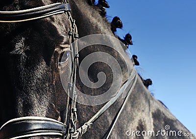 Close-up portrait of dressage horse with braided mane Stock Photo