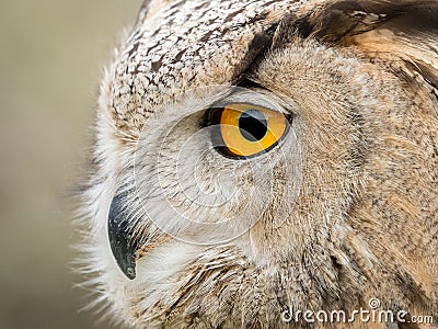 Close up portrait of an eagle owl Bubo bubo with yellow eyes Stock Photo