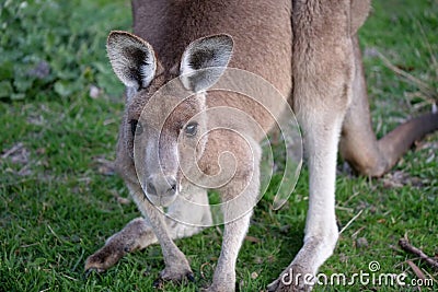 Close up portrait of eastern grey kangaroo Stock Photo