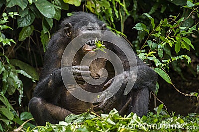 The close up portrait of eating old female Bonobo in natural habitat Stock Photo