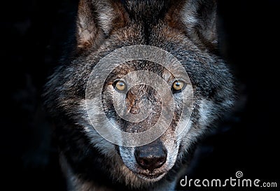 Close up portrait of a european gray wolf Stock Photo