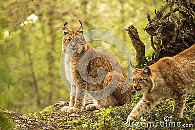 Close up portrait of European Lynx sitting and resting in spring landscape in natural forest habitat, lives in forests, taiga, Stock Photo