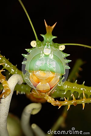 Close-up portrait of exotic green grasshopper. Stock Photo