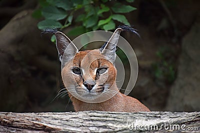 Close up portrait of female caracal Stock Photo