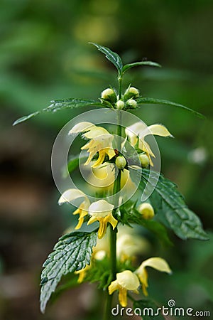 Close-up portrait of a flowering dead nettle Stock Photo