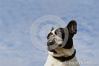 Close up portrait of a French Bulldog looking at light cloudy blue sky with copy space Stock Photo