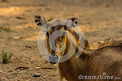 Close-up portrait of a full-face hornless female nilgai Stock Photo