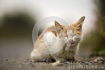 Close-up portrait of funny cute adorable ginger small white young cat kitten with closed eyes sitting dreaming sleeping outdoors Stock Photo