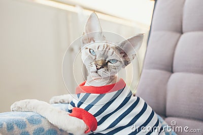 Close-up portrait of a funny Devon Rex cat with blue eyes, Stock Photo