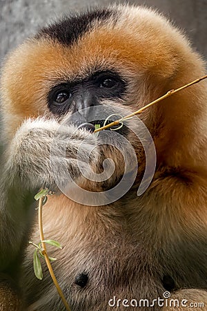 close-up portrait of a furry female gibbon monkey Stock Photo