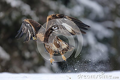 Close-up portrait of Golden Eagle flying in natural environtment, winter time Stock Photo