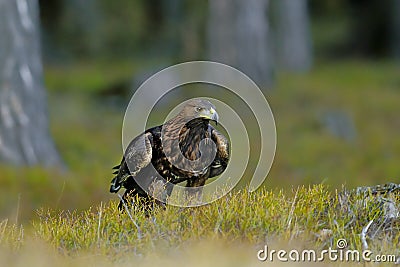 Close-up portrait of Golden Eagle in natural environtment Stock Photo