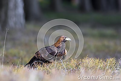 Close-up portrait of Golden Eagle in natural environtment Stock Photo