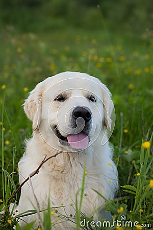 Close-up Portrait of gorgeous golden retriever dog sitting in the green grass and buttercup flowers Stock Photo