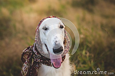 Close-up Portrait of gorgeous russian borzoi dog in the scarf a la russe on her head in the field. Stock Photo